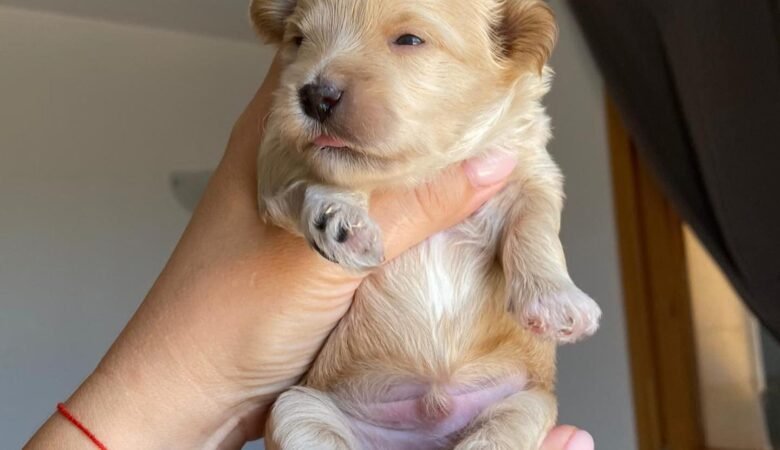 Maltipoo puppies in United States