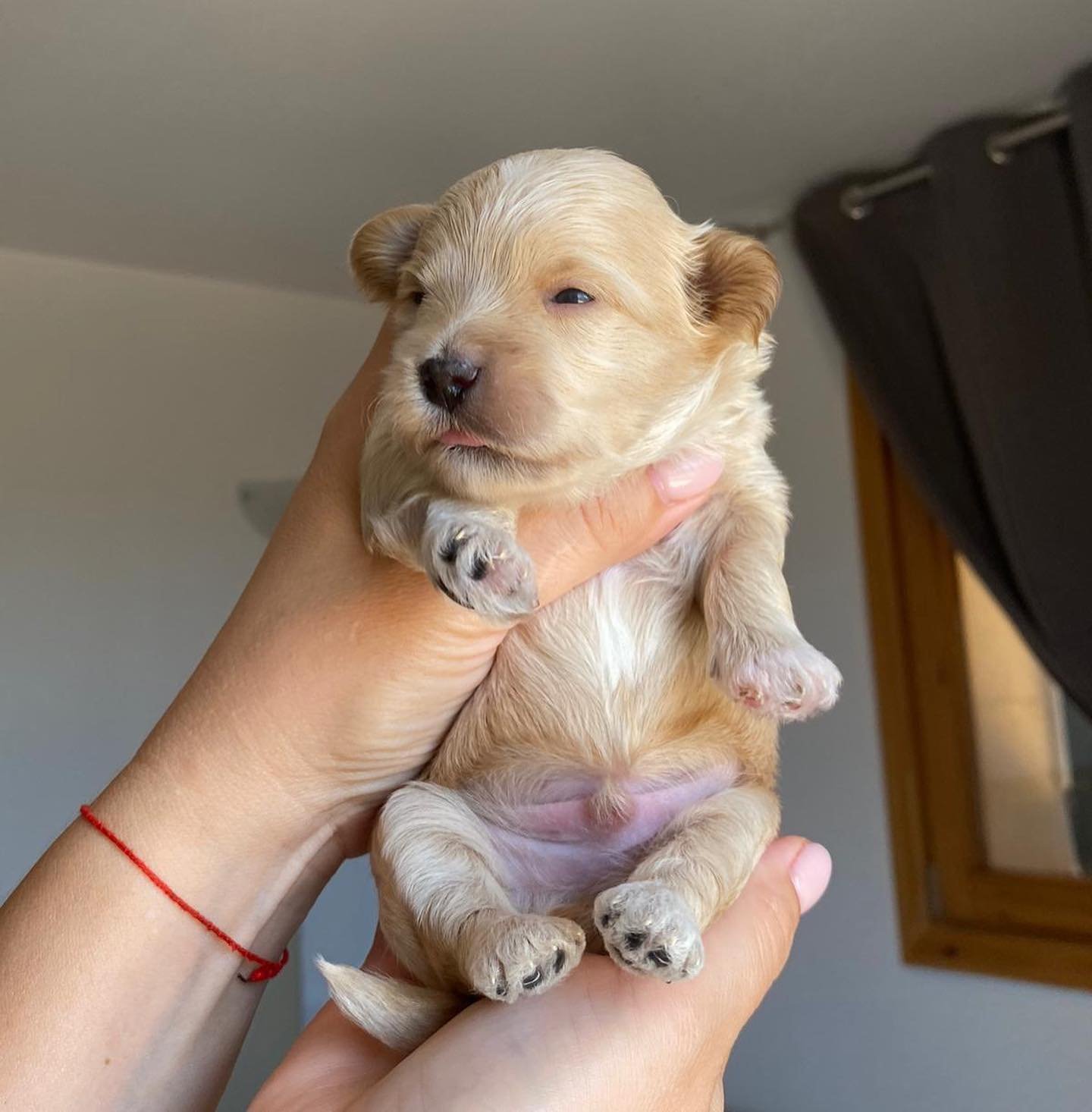 Preparing Your Home for a Maltipoo Puppy