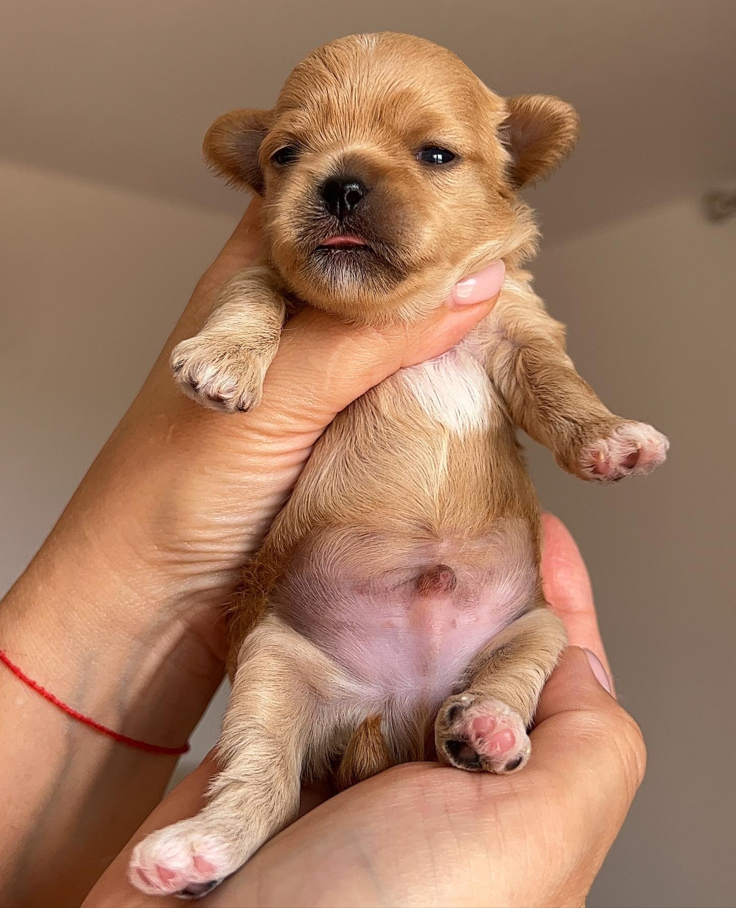 Maltipoo puppies in Alaska
