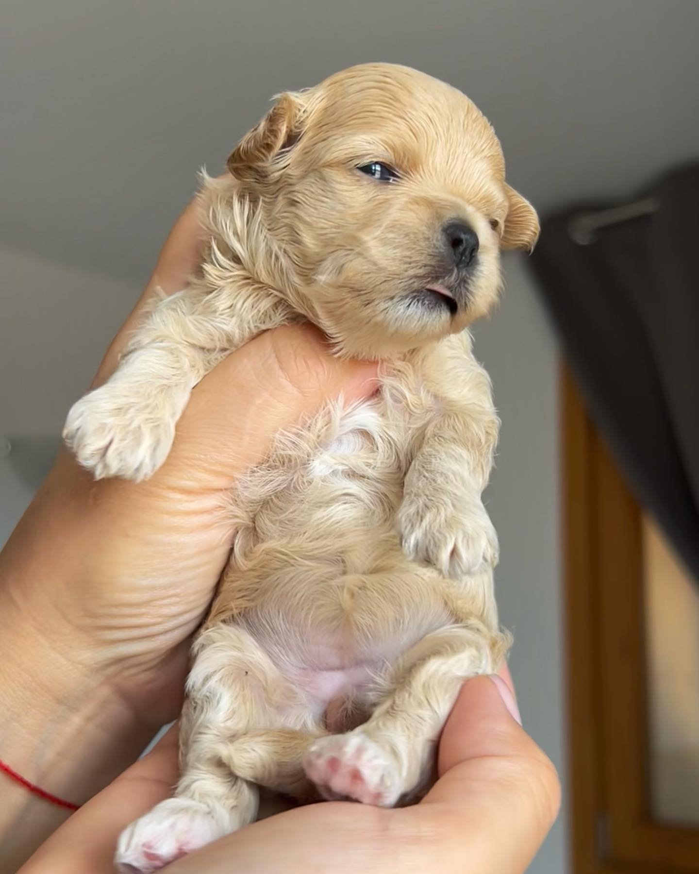 Maltipoo puppies in Arizona