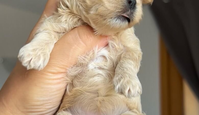How do I socialize my Maltipoo puppy?