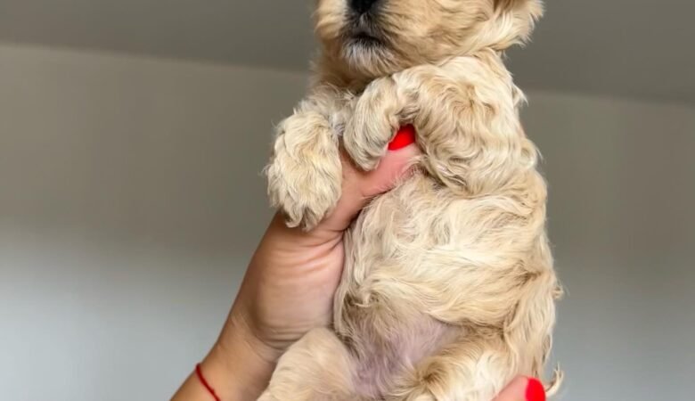 Maltipoo puppies for sale in Enterprise, Alabama