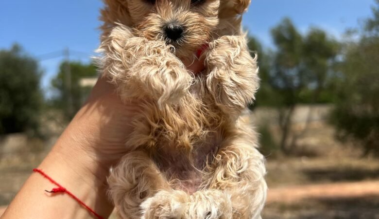 How often should I feed my Maltipoo puppy?