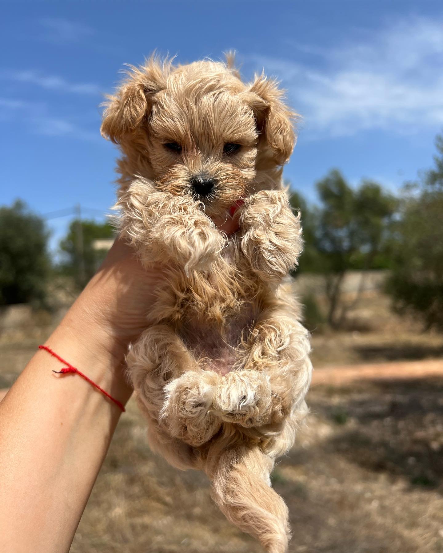 Maltipoo puppies in Arkansas