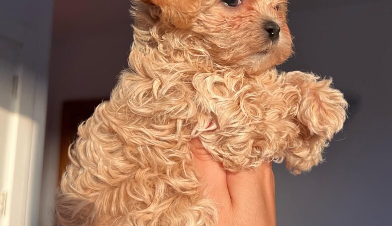 What vaccinations and health checks do Maltipoo puppies need?
