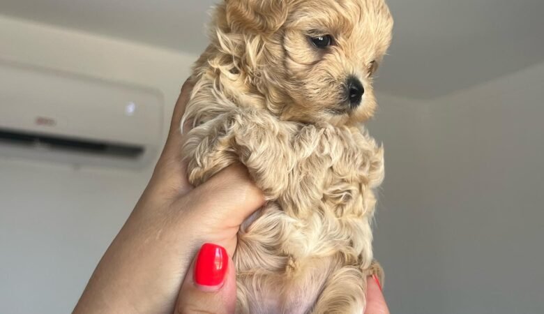 Maltipoo puppies for sale in Vestavia Hills, Alabama