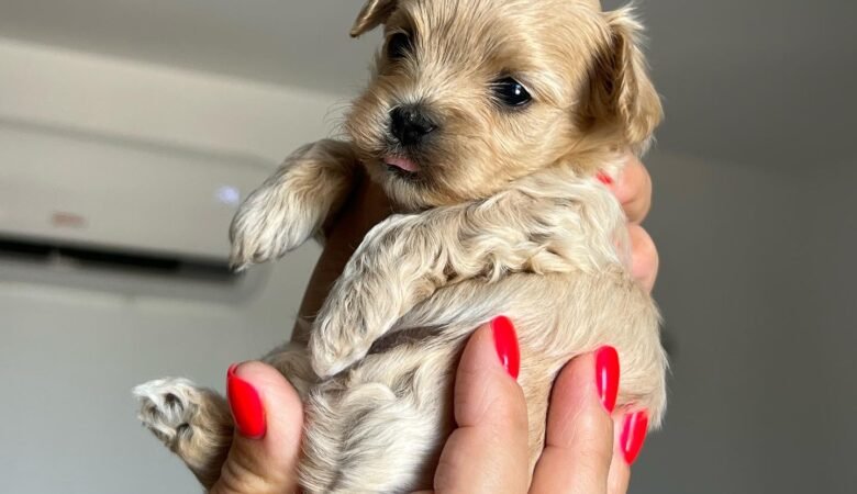 Maltipoo puppies for sale in Alabaster, Alabama