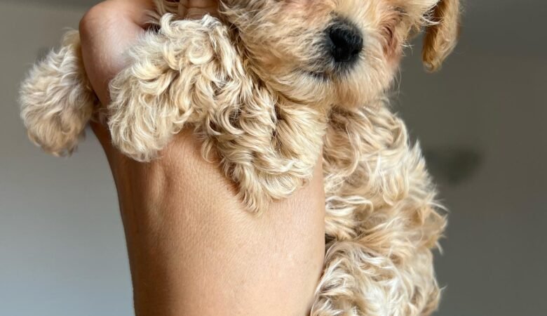 Maltipoo puppies for sale in Prattville, Alabama