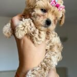 Miniature Maltipoo Puppies for sale!