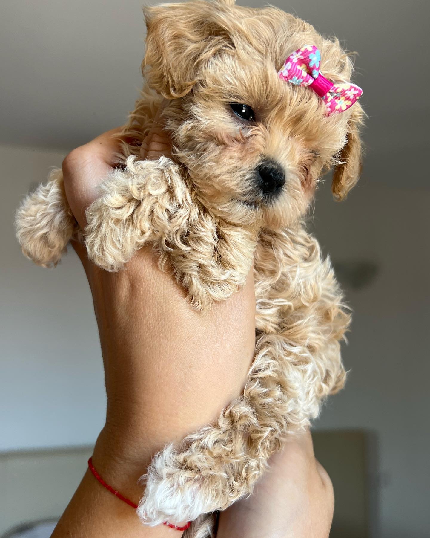 Maltipoo puppies in Denmark