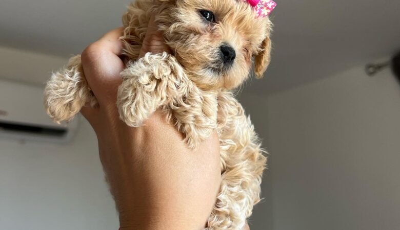 Maltipoo puppies in Australia