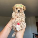 Q: What exactly does "Lifetime Support for Maltipoo Puppies Owners" mean in practice?