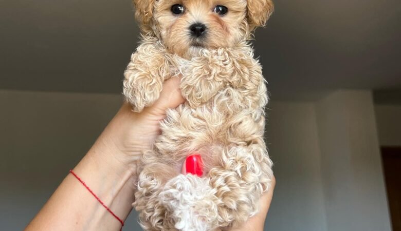 Maltipoo puppies for sale in Opelika, Alabama