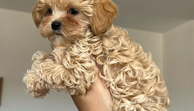 Are Maltipoo puppies good with children and other pets?