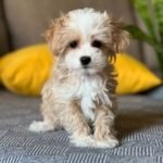 Miniature Maltipoo Puppies for sale!