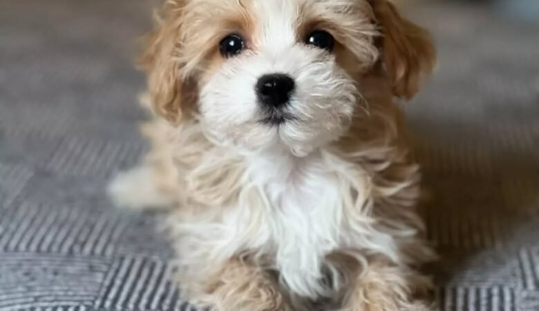 Maltipoo puppies for sale in Fairhope, Alabama