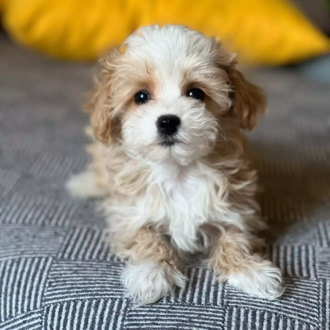 Maltipoo puppies for sale in Fairhope