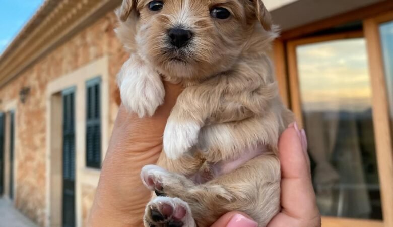 Maltipoo puppies for sale in Foley, Alabama