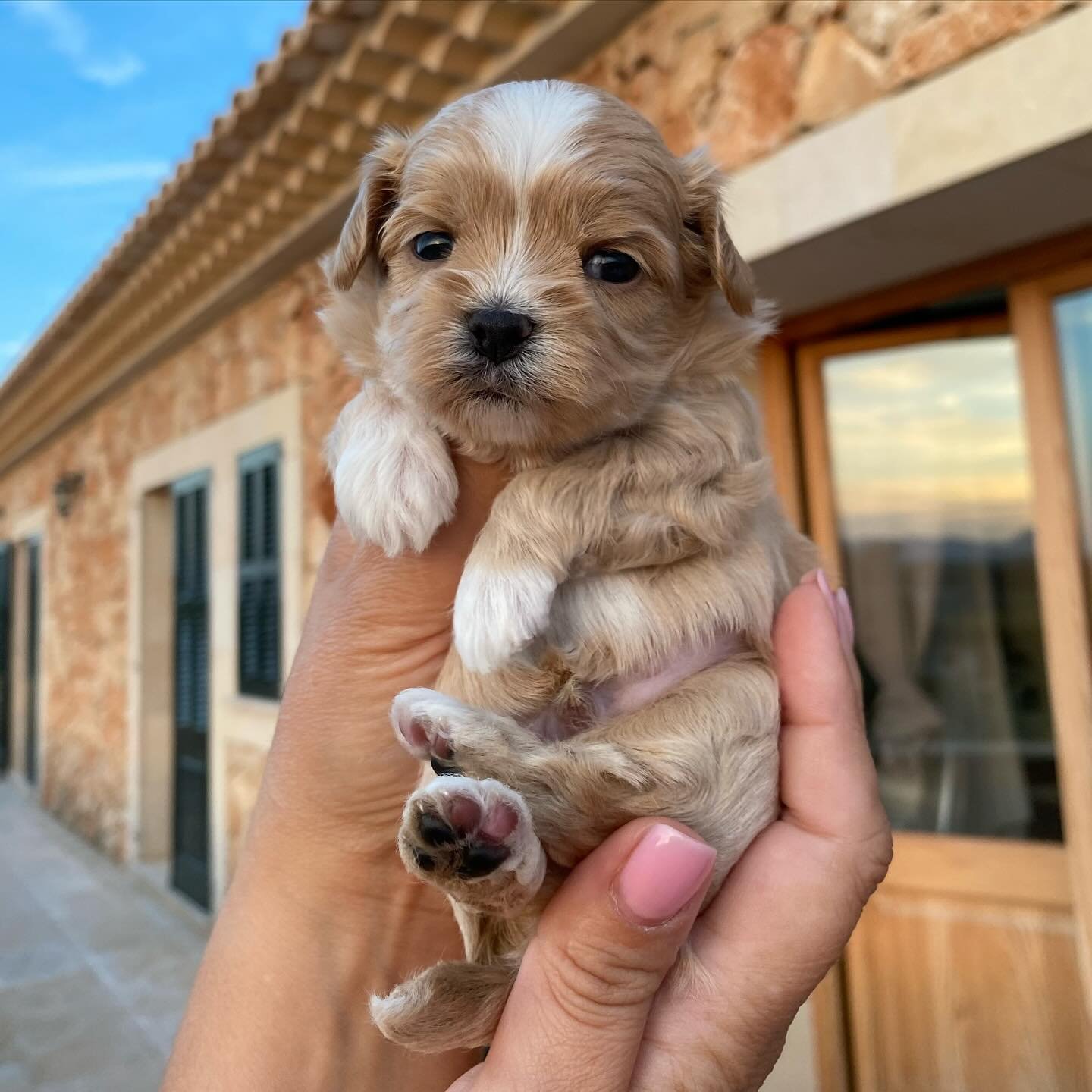 Maltipoo puppies for sale in Foley, Alabama