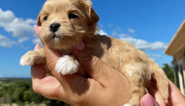 How much do Maltipoo puppies cost?