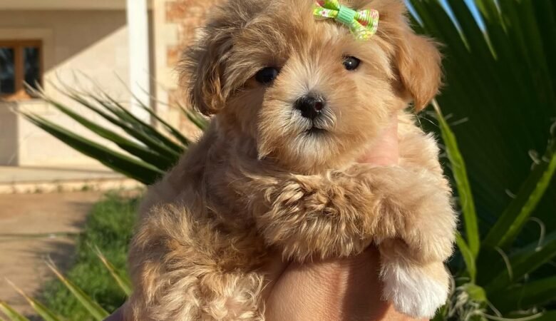 Maltipoo puppies for sale in Cullman, Alabama