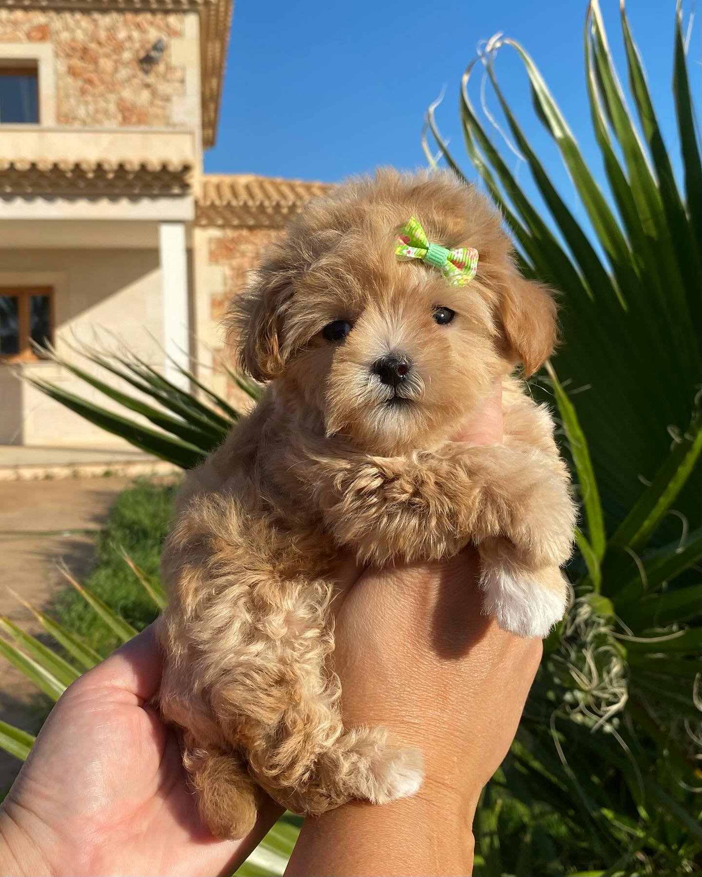 Maltipoo puppies for sale in Cullman, Alabama