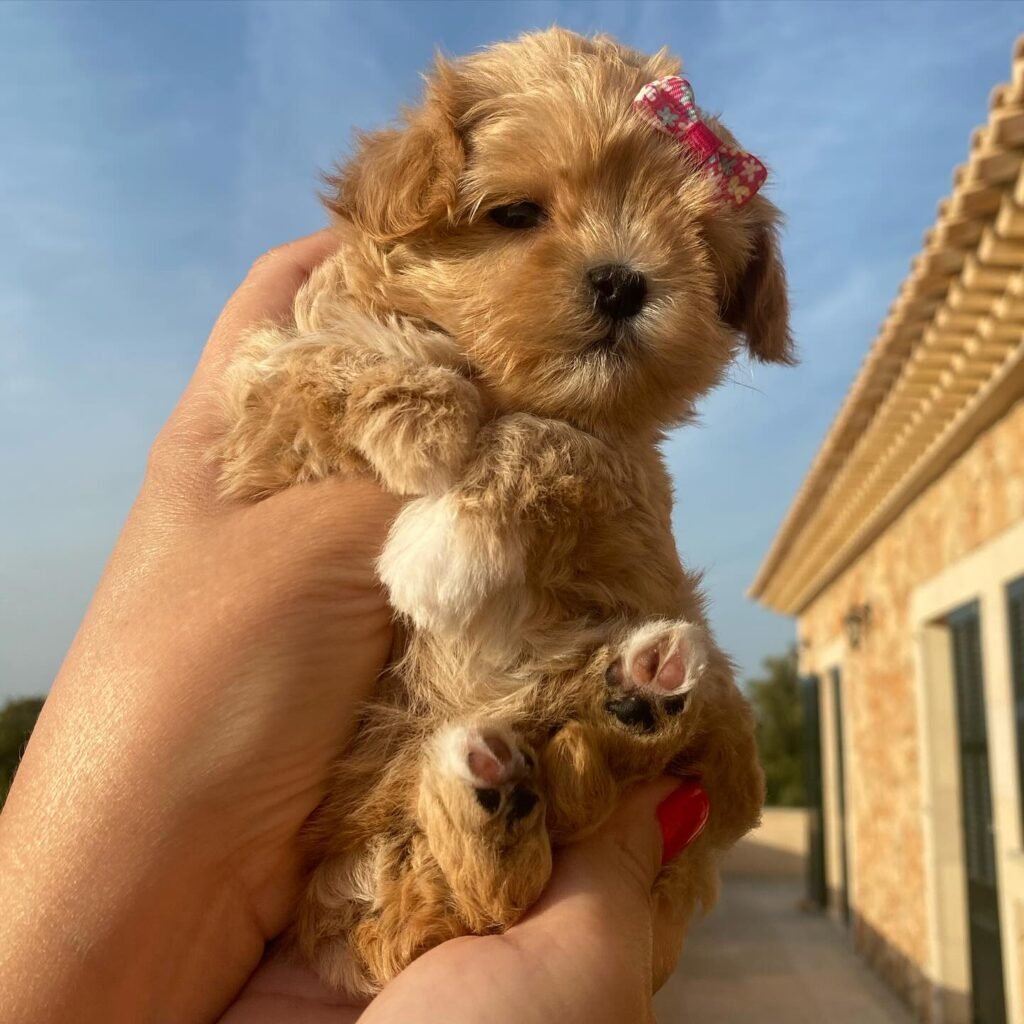 Long Listicle: Top Traits Our Miniature Maltipoo Puppies Embody