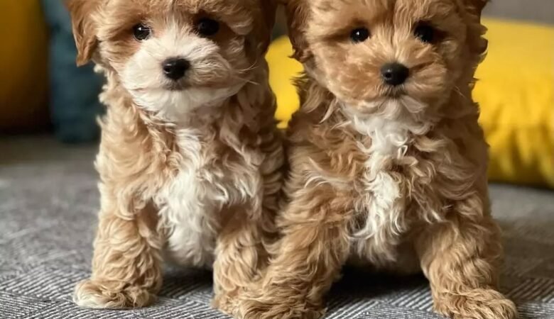 Maltipoo puppies for sale in Helena, Alabama