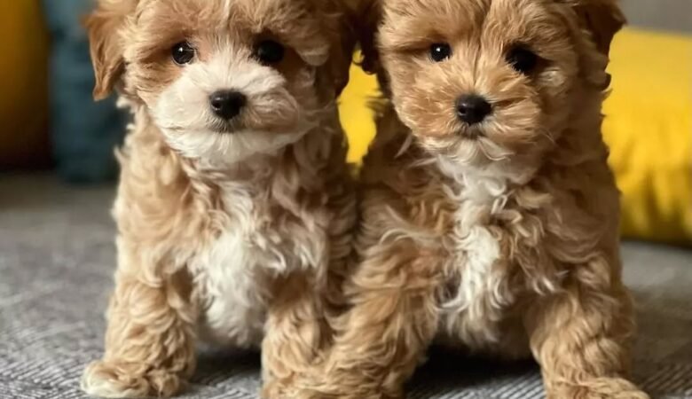 Maltipoo puppies for sale in Pelham, Alabama