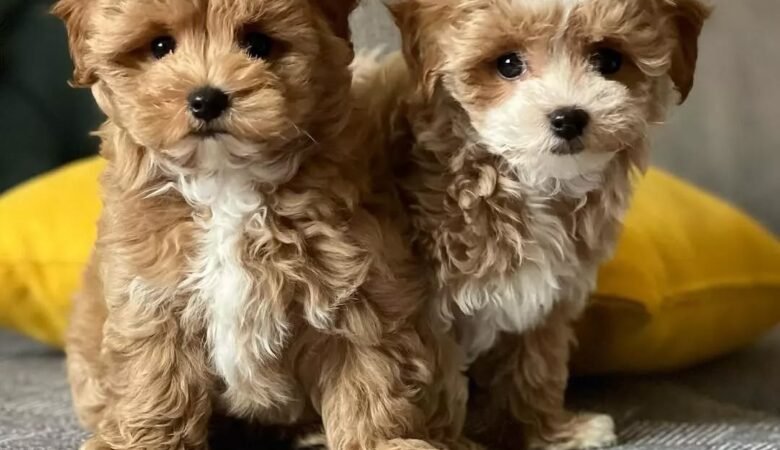 Maltipoo puppies for sale in Mountain Brook, Alabama
