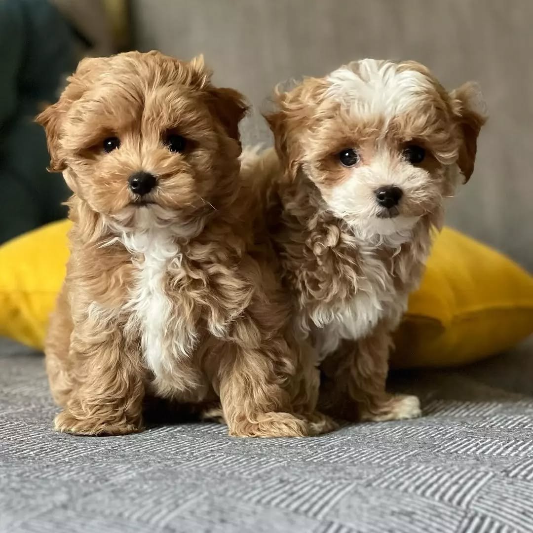 Maltipoo puppies for sale in Mountain Brook