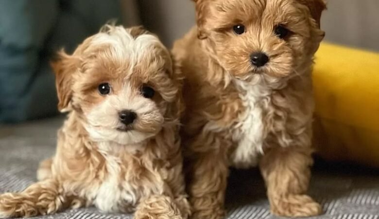 Maltipoo puppies for sale in Oxford, Alabama