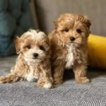 Miniature Maltipoo Puppies for sale!