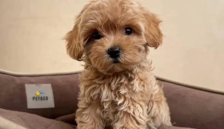 Maltipoo puppies for sale in Selma, Alabama