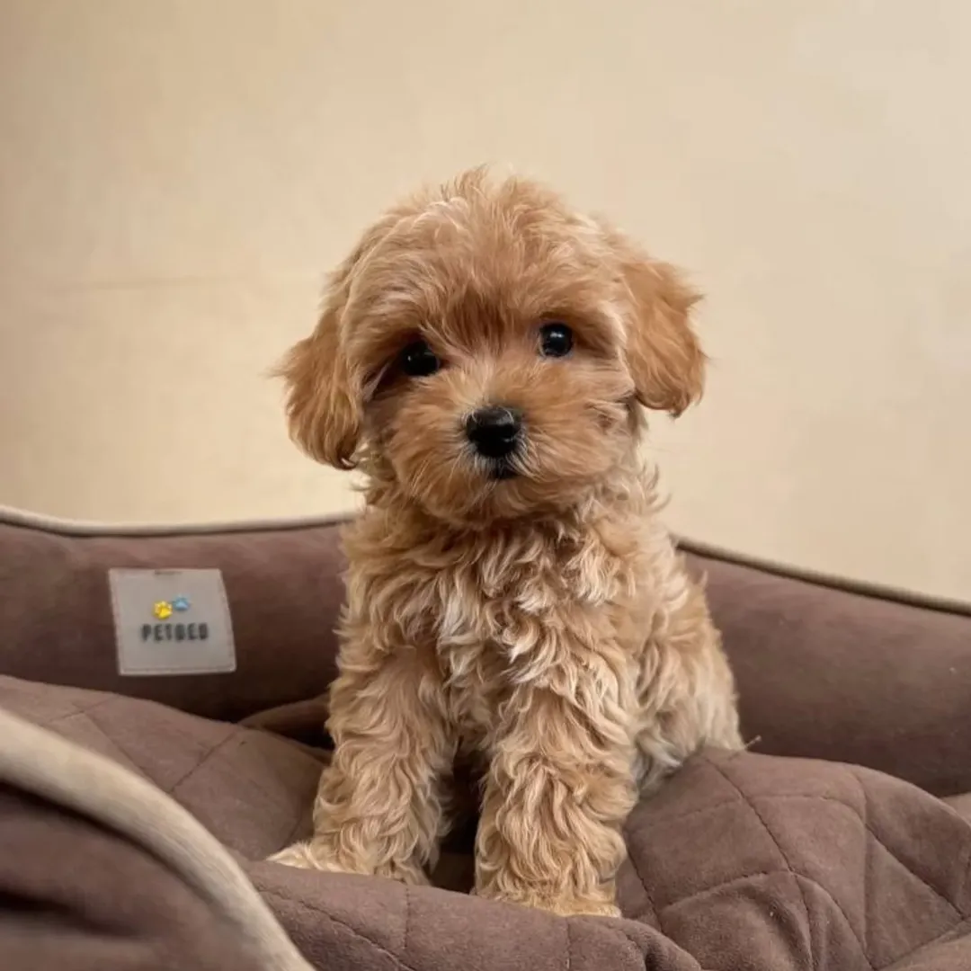 Maltipoo puppies for sale in Selma