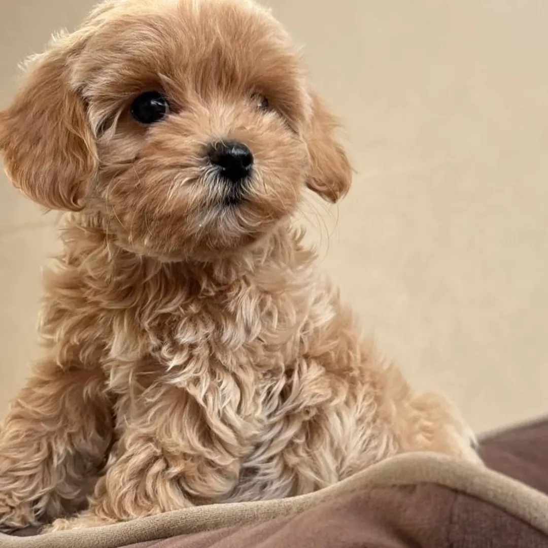 Maltipoo puppies for sale in Anniston