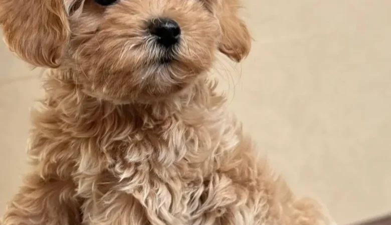 Maltipoo puppies for sale in Anniston, Alabama