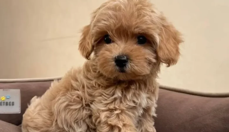 Maltipoo puppies for sale in Northport, Alabama