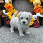 Miniature Maltipoo Puppies for sale!