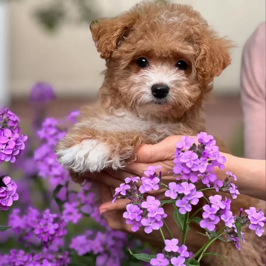 Miniature Maltipoo Puppies