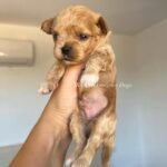 How much is the non-refundable deposit to reserve one of your Maltipoo puppies for sale?