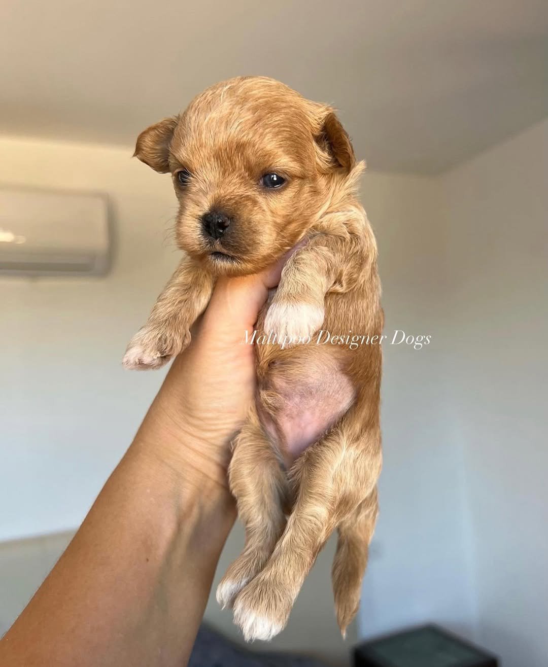 Why buy a Maltipoo Puppy from us
