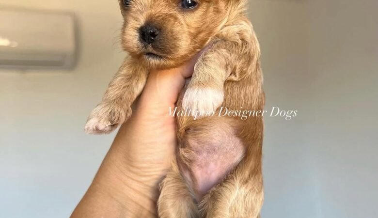 Why buy a Maltipoo Puppy from us?