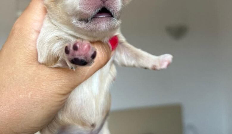 What is your process for reserving or buying a Maltipoo puppy from your site?