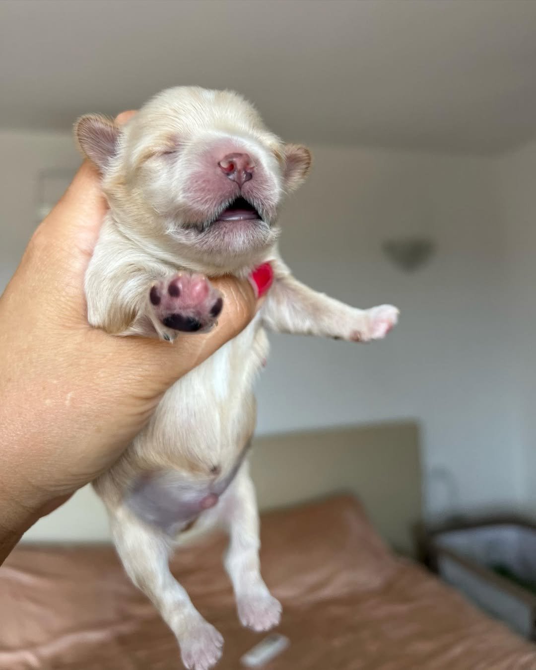 What is your process for reserving or buying a Maltipoo puppy from your site?