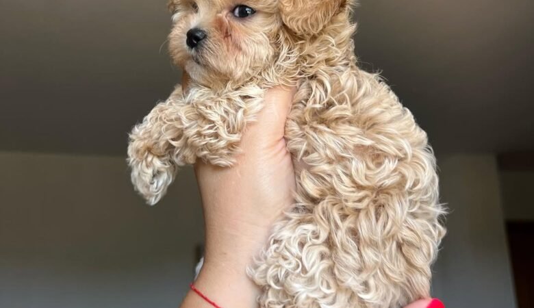 Can I see the Maltipoo puppy or meet the breeder before purchasing?