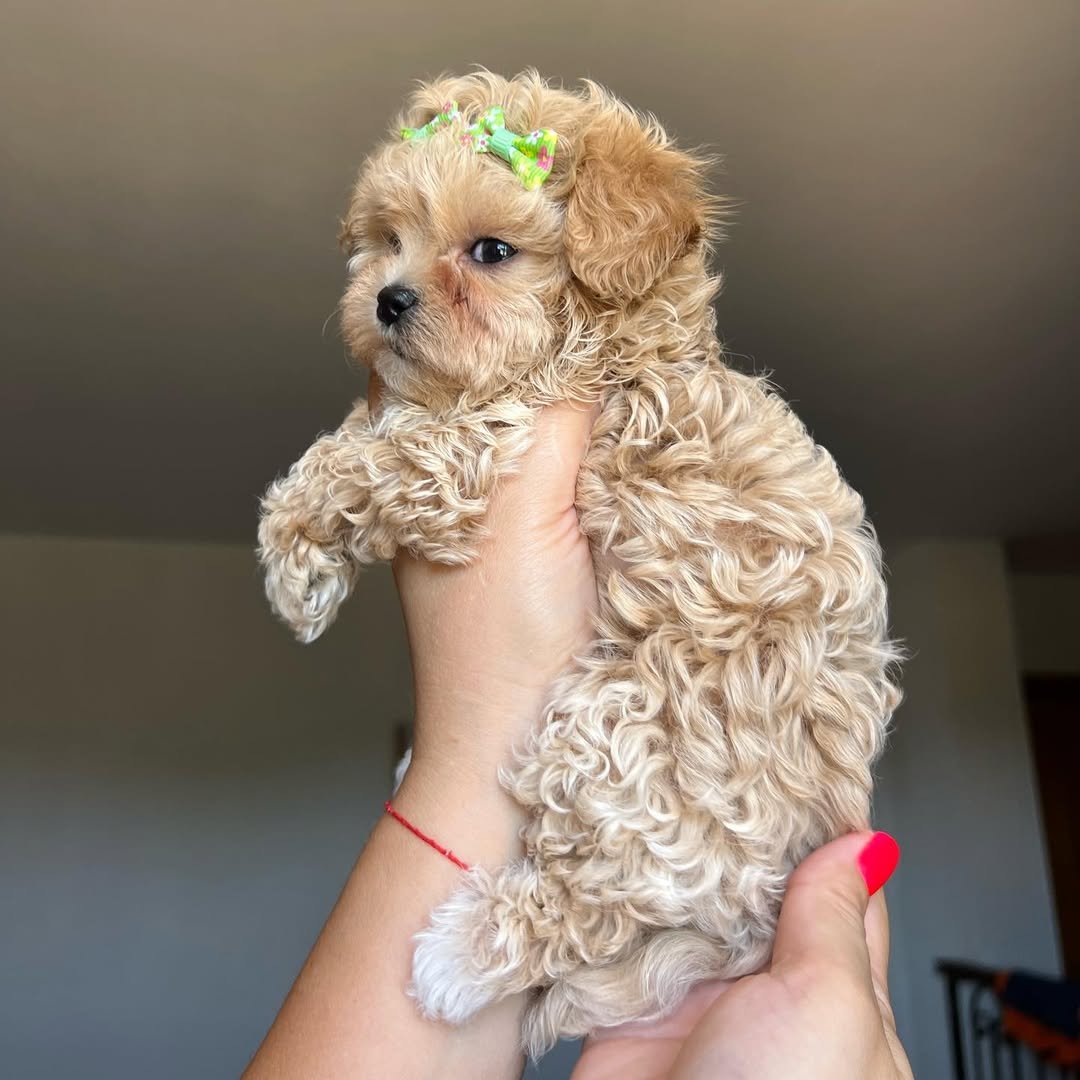 Can I see the Maltipoo puppy or meet the breeder before purchasing?