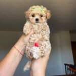 Q: How long should I keep my Maltipoo puppy confined to a specific area after bringing them home?