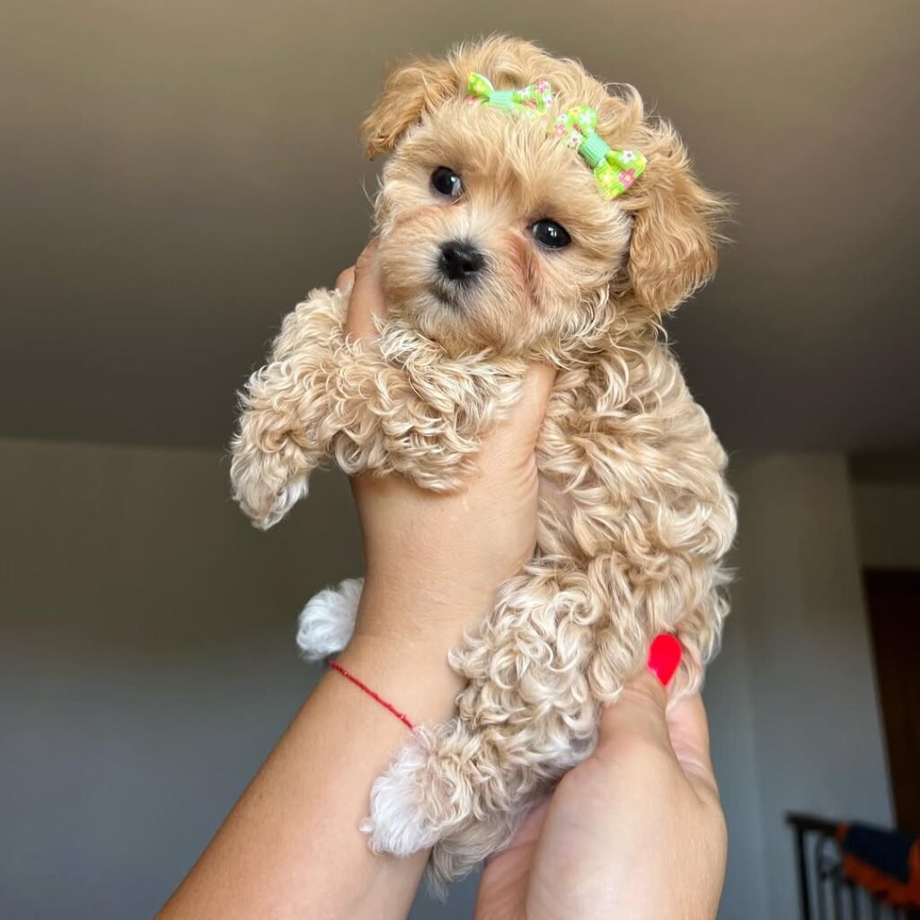Veterinary Care and Nutrition: Trustworthy Health for Your Maltipoo Puppy