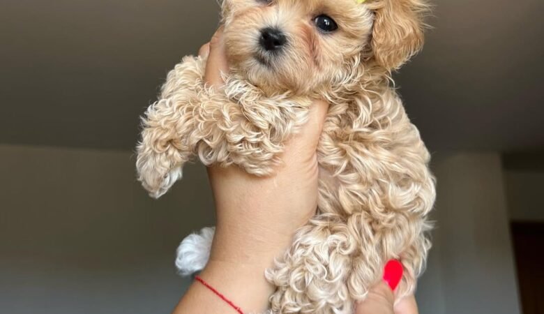 Do you provide support and guidance after adopting a Maltipoo puppy?